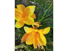 �������� ������ 80 ���