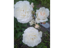 IMG 20230623 204122.jpg