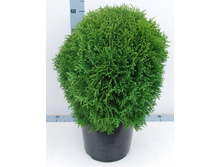 ��� �������� ����� �����, �10, 50-60, 2600 ���