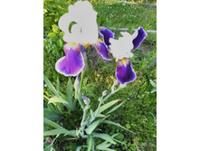 ���� �������