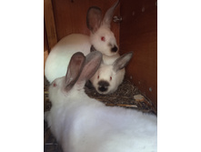 IMG 20230612 152532.jpg