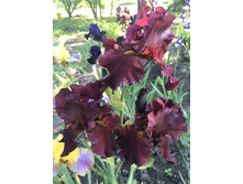 DYNAMITE 250 ���