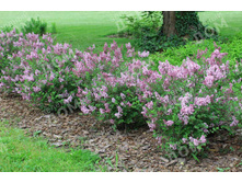 ������ ������ Palibin, �2, 350 ���