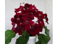 DS-������� 23.jpg