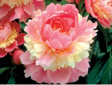 Sorbet ���� 5,42 ���� �������� 2 ��.jpg