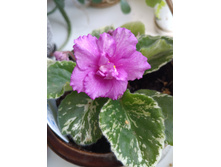 Fredette's Risen Star (I.Fredette)