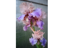 IMG 20230617 103606.jpg