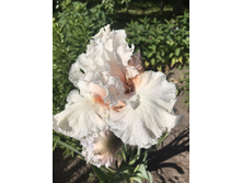 LOST IN LOVE  250 ���