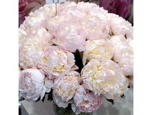 Florence Nicholls ���� 8,2 ���� �������� 2 ��.jpg