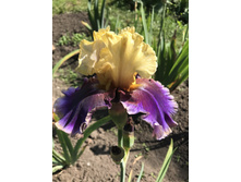 Final Episode  300 ���