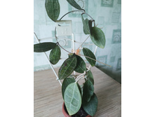 Hoya elliptica.