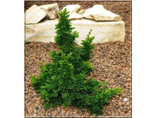 ��� �������� ��������� ����� (Malonyana Holub), �3 30-40, 2800 ���