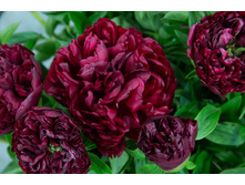 Peter Brand ���� 6,94 ���� �������� 3 ��.jpg