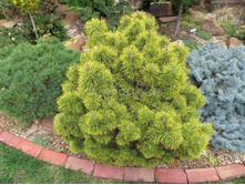 ����� ������ ������� (Zundert), �5, 50-60, 4300 ���