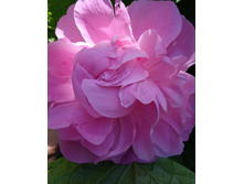 IMG 20230617 111619.jpg