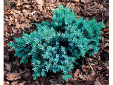 ������������ ���������� ��� ���� (blue star), �3 15-20, 899 ���