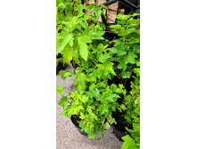 ����������� viber 2023-05-31 08-34-10-103.jpg