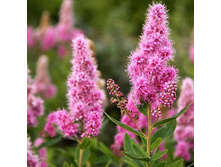 ������ ��������