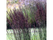 ������� ������� Black Arrow, �9, 199 ���