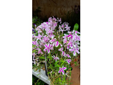 ����������� viber 2023-05-31 08-32-36-211.jpg