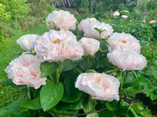 Blushing Princess ���� 21.9 ���� �������� 2 ��