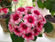 ������ ����� 23.jpg