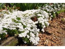 ����� ���������� ���� ������, �9, 350 ���