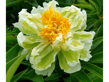 Green Halo ���� 14,92 ���� �������� 2 ��.png