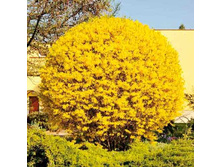 �������� ������ ����