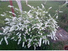 ������ ��������