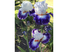 ������ ���� 300 ���