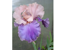 IMG 20230611 112759.jpg