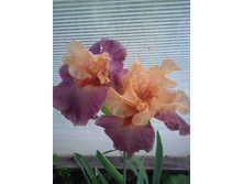 IMG 20230623 204035.jpg