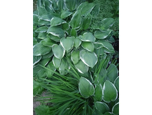 IMG 20230623 204634.jpg