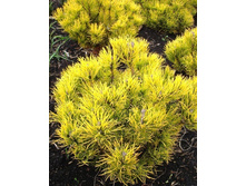 ����� ������ ������ ���� (Golden Glow), �4-5, 40-60, 4300 ���