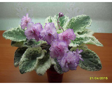 Fredette's Risen Star (I.Fredette)