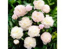 Shirley Temple ���� 4,53 ���� �������� 2 ��.jpg