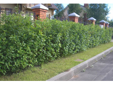 ����� ������������� �1,5 �������.jpg