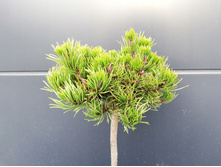 ����� ������ Michal, �4 30-40, 3270 ���