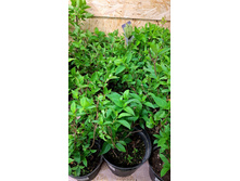 ����������� viber 2023-05-31 08-33-38-422.jpg