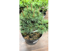 ����������� viber 2023-05-31 08-47-08-249.jpg