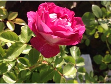 ���� ����������