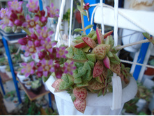 DSC08253.JPG�������� ���������