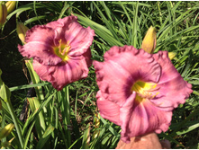 �������� �������� ��� ����