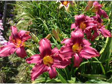 ������� ��������