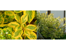 ����� ����� ������ (Cornus alba Spaethii), �3, 50-60, 658 ���