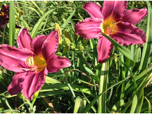 �������� ������� ��������