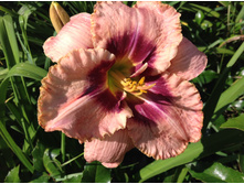 �������� ������ �������