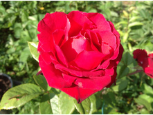 ���� ���������