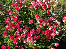 ���� ���������� ���� ����������� - 300 ���.  ���� 8 ��.